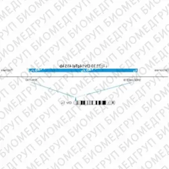 ДЛЯ КЛИЕНТОВ ЗА ПРЕДЕЛАМИ США. SureFISH 14q32.33 Chr14qTel 415kb P20 BL