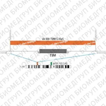 ДЛЯ КЛИЕНТОВ ЗА ПРЕДЕЛАМИ США. SureFISH 7q31.2 MET 400kb P100 RD