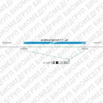 ДЛЯ КЛИЕНТОВ ЗА ПРЕДЕЛАМИ США. SureFISH 16p13.3 Chr16pTel 428kb P20 BL
