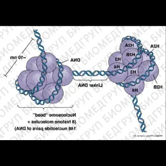 Набор Methylated DNA MeDIP ChIP Kit, для иммунопреципитации, Abcam, ab11713548, 48 тестов