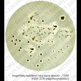 Основа агара для Clostridium perfringens, 500 г ФСЗ 2009/03709