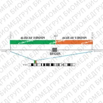 ДЛЯ КЛИЕНТОВ ЗА ПРЕДЕЛАМИ США. SureFISH 5q32 PDGFRB 5146 BA 435kb P20 GR