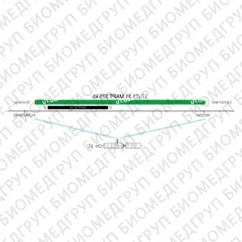 ДЛЯ КЛИЕНТОВ ЗА ПРЕДЕЛАМИ США. SureFISH 17q21.31 MAPT 373kb P20 GR