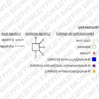 Стандарт Nгликанов AdvanceBio 2AB A3 ранее ProZyme