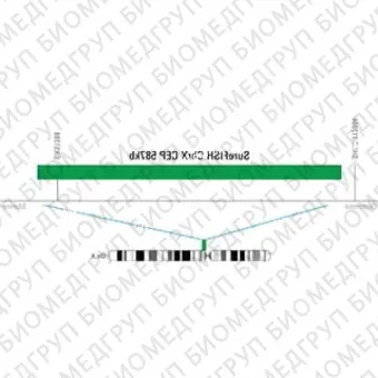 ДЛЯ КЛИЕНТОВ ЗА ПРЕДЕЛАМИ США. SureFISH ChrX CEP 587kb P20 GR
