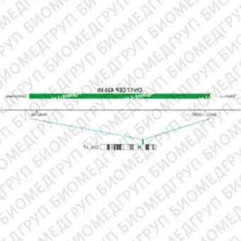 ДЛЯ КЛИЕНТОВ ЗА ПРЕДЕЛАМИ США. SureFISH Chr17 CEP 436kb P100 GR