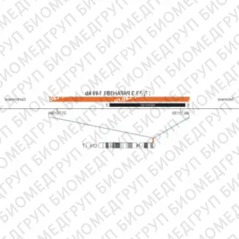 ДЛЯ КЛИЕНТОВ из США. SureFISH 17p13.3 PAFAH1B1 DF 149кб P20 RD. PAFAH1B1, Dual Fusion, 20 тестов, Cy3, концентрат, ручное использование