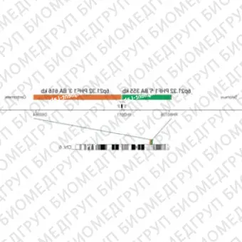 ДЛЯ КЛИЕНТОВ ЗА ПРЕДЕЛАМИ США. SureFISH 6p21.32 PHF1 5 BA 355kb P20 RD