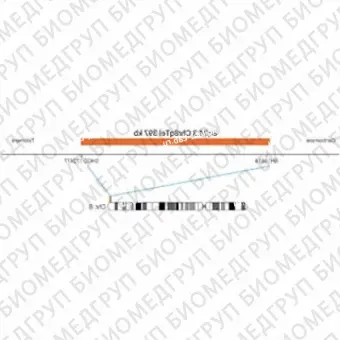 ДЛЯ КЛИЕНТОВ ЗА ПРЕДЕЛАМИ США. SureFISH 8q24.3 Chr8qTel 397kb P20 RD