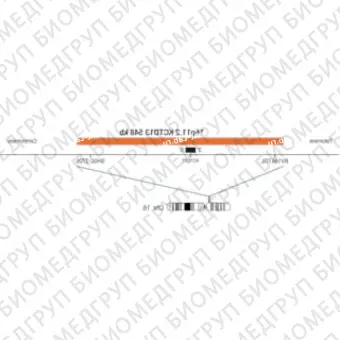 ДЛЯ КЛИЕНТОВ из США. SureFISH 16p11.2 KCTD13 548кб P20 RD. KCTD13, Копийный номер, 20 тестов, Cy3, Концентрат, Ручное использование