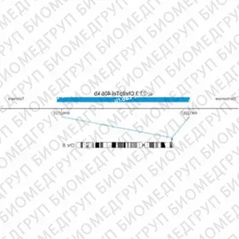 ДЛЯ КЛИЕНТОВ ЗА ПРЕДЕЛАМИ США. SureFISH 8p23.3 Chr8pTel 406kb P20 BL