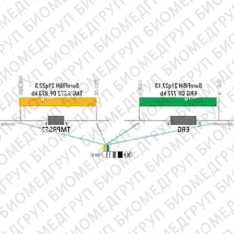 ДЛЯ КЛИЕНТОВ ЗА ПРЕДЕЛАМИ США. SureFISH 21q22.13 ERG DF 777kb P5 GR