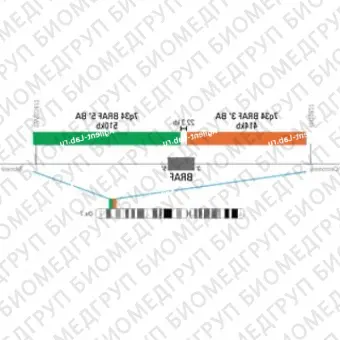 ДЛЯ КЛИЕНТОВ из США. SureFISH 7q34 BRAF 5 BA 510кб P20 GR. BRAF, Break Apart, 20 тестов, FITC, Концентрат, Ручное использование