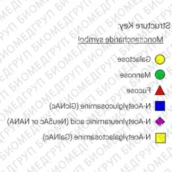 Стандарт Nгликана AdvanceBio InstantQ G2FGa1 / FA2G2Ga31 ранее ProZyme. Nгликан асиало, галактозилированный двухантенный комплекс с 1 13 галактозой и основной фукозой, меченный InstantQ, для использования в качестве качественного стандарта с