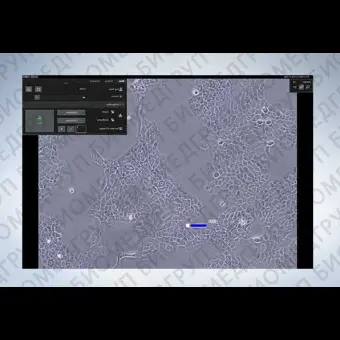Программное обеспечение клеточной визуализации CKXCCSW