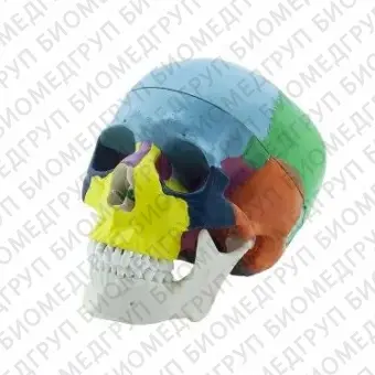 Модель черепа человека ТМ089 Ревилайн