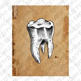 Иллюстрация на холсте Зуб, 60х30 см, белый моляр