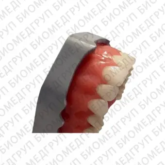 FJP28АS  модель верхней челюсти для практики прямых композитных реставраций