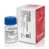 Регент для изоляции и детекции экзосом Exosome-Streptavidin Isolation/Detection Reagent, Thermo FS, 10608D, 3 мл