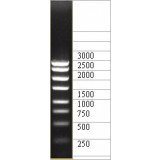 ДНК-маркер 3000/8С, 8 фрагментов от 250 до 3000 п.н.; концентрат 0,5 мг/мл, Диаэм, 1907.250, 250 мкг