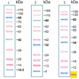 Маркеры белковые молекулярного веса, предокрашенные, Prism Ultra, 10-175 кДа, 11 полос, Abcam, ab115832, 500 мкл
