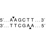 Эндонуклеаза рестрикции HindIII, 100 000 ед/мл, New England Biolabs, R0104 T, 10 000 единиц