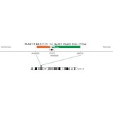 ДЛЯ КЛИЕНТОВ ЗА ПРЕДЕЛАМИ США. SureFISH 8q12.1 PLAG1 3' BA 295kb P20 RD